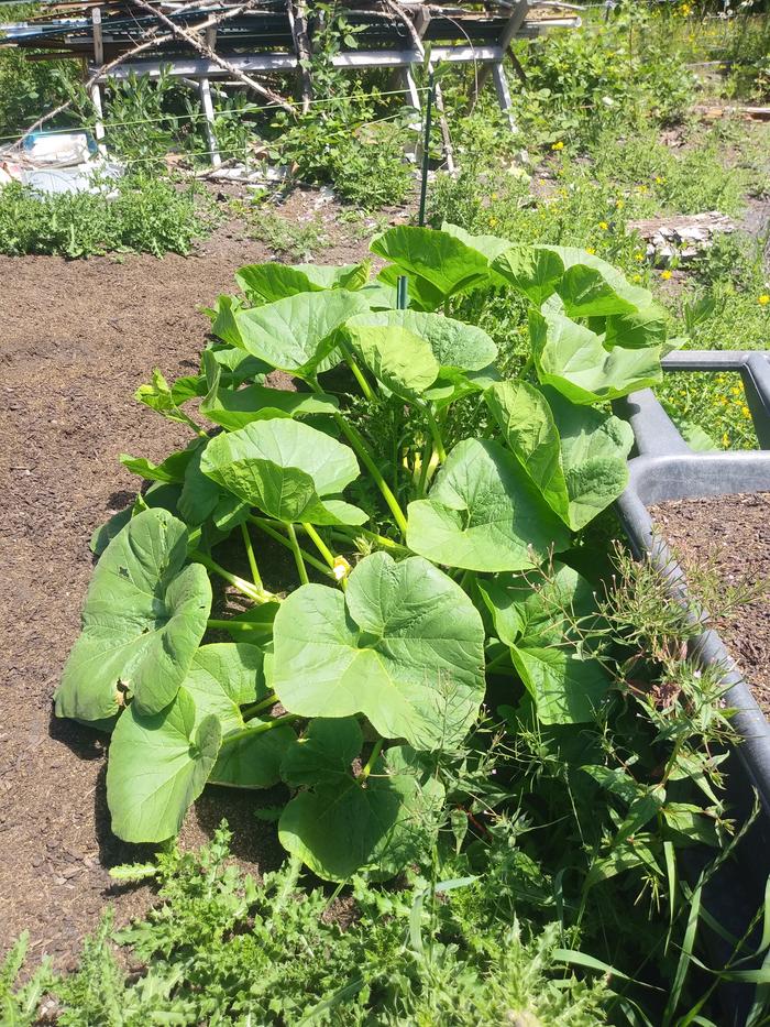 The neglected pumpkin (July) which quadrupled in size by August and grew 4 GIANT fruits. 