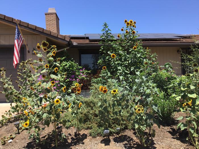 Sunflowers