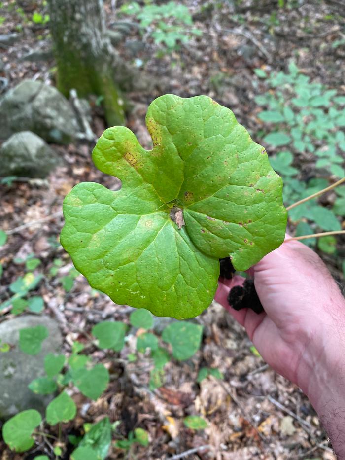 Bloodroot 