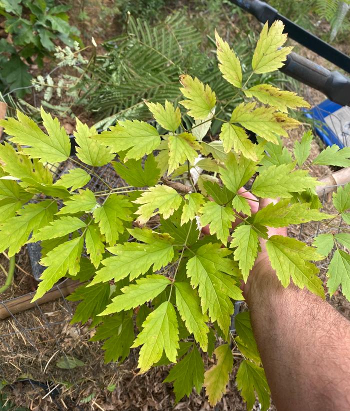 Black cohosh 