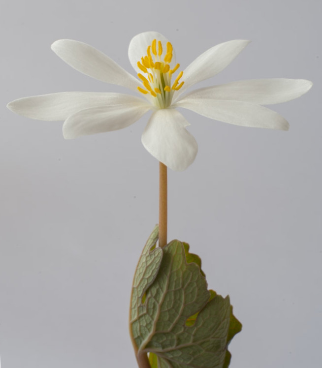 Bloodroot flower in early spring