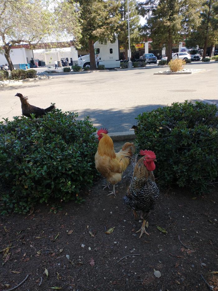 [Thumbnail for IMG_20210910_130513266.jpg]