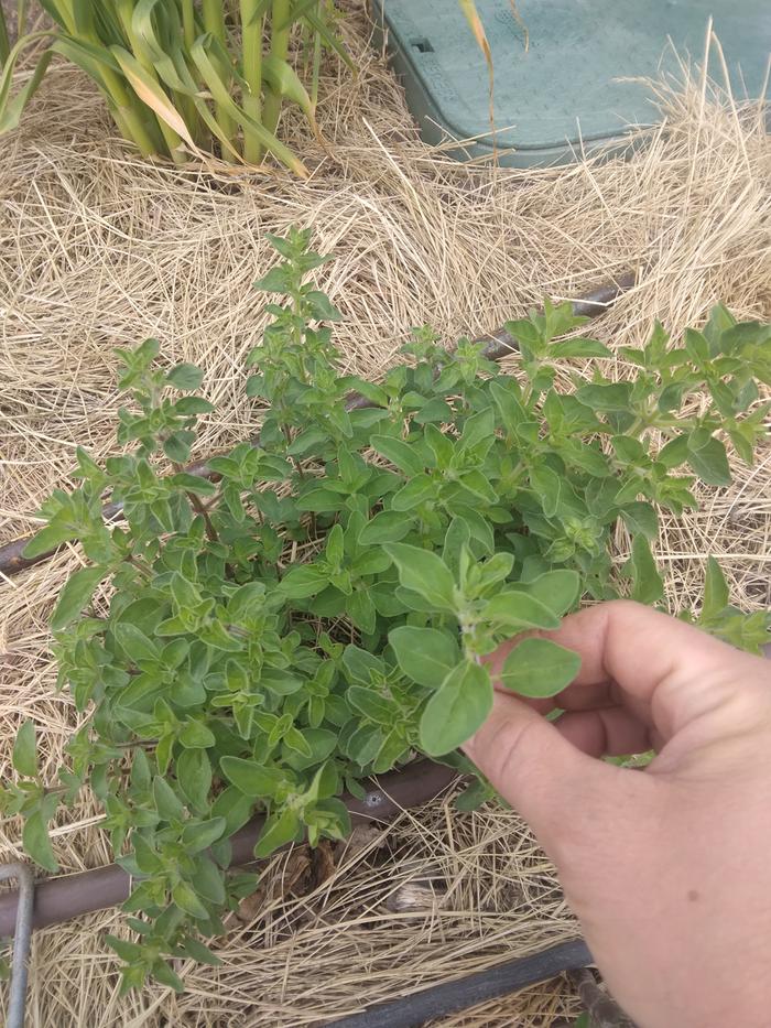 picking thyme