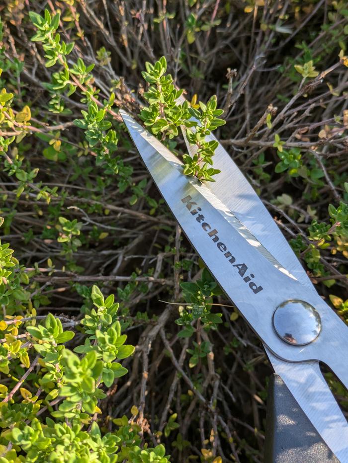 Harvesting thyme