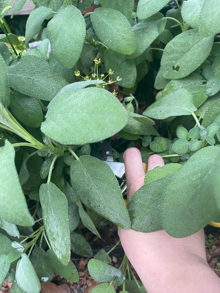 Harvesting sage