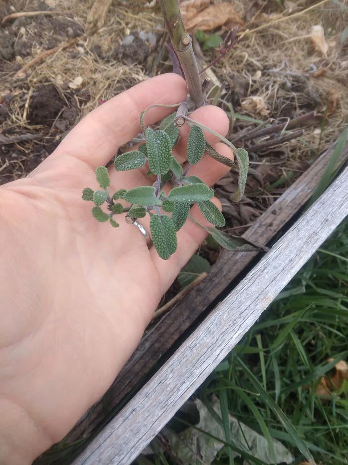 sage harvested in my garden