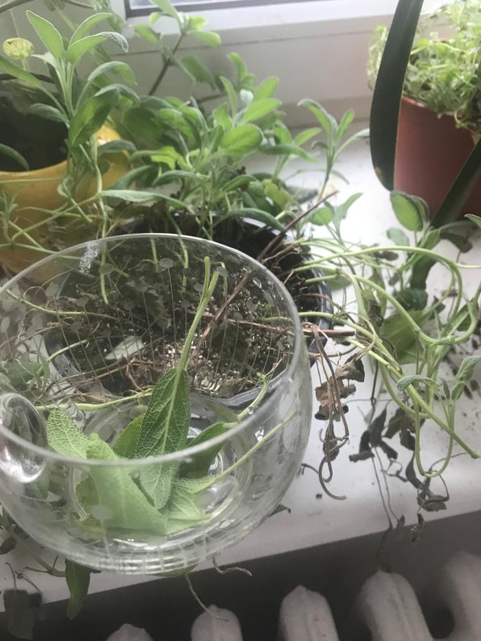 Sage harvested from windowsill.