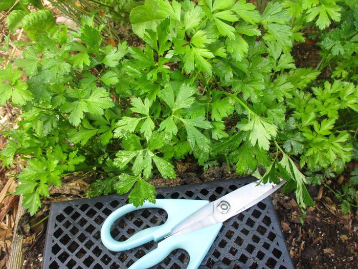 Harvesting parsley