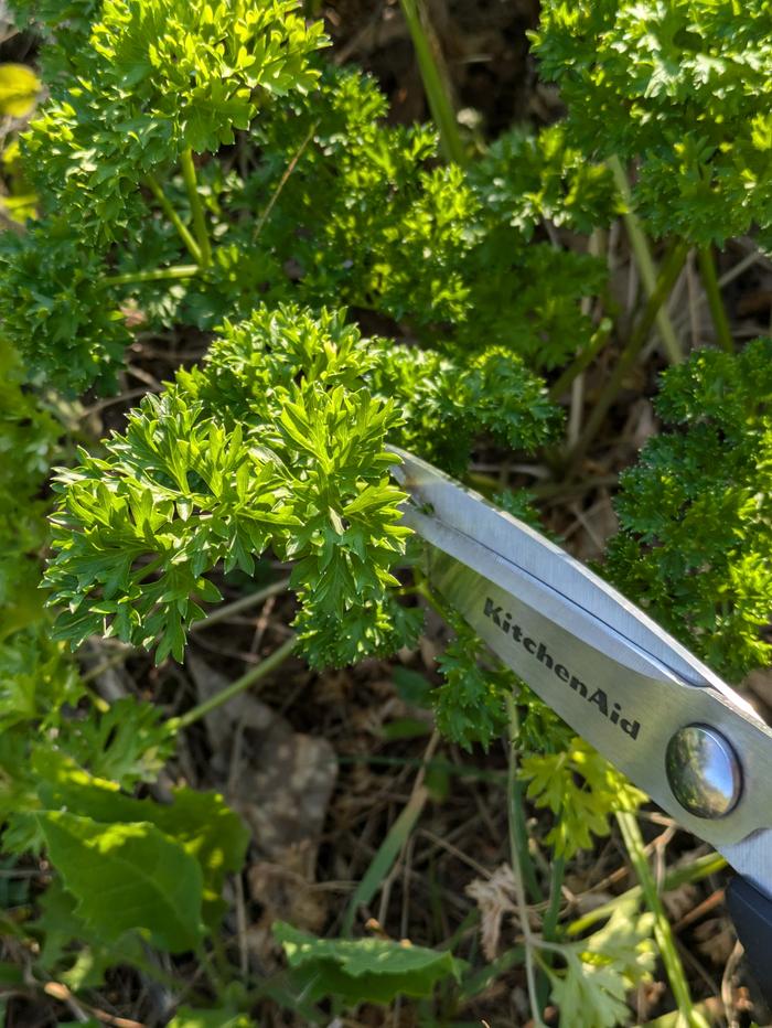 Harvesting parsley