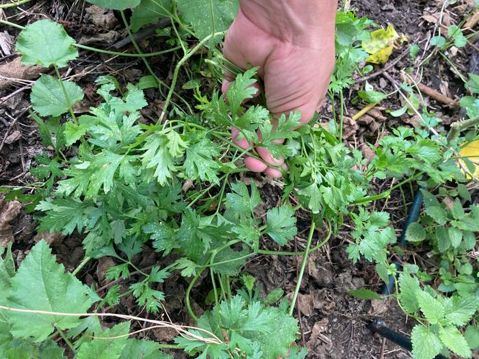 Parsley being harvested