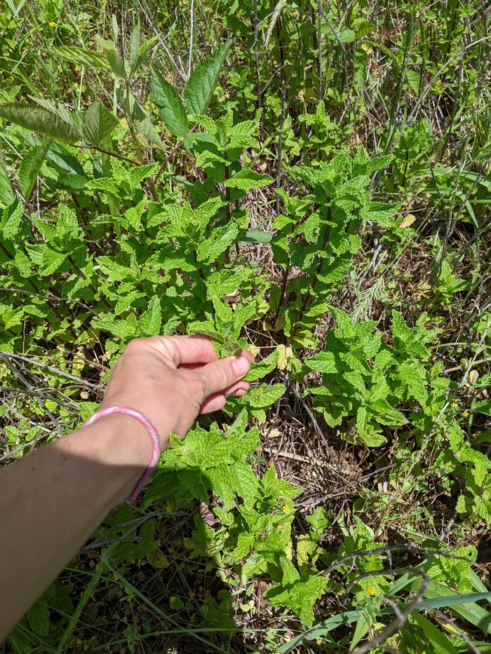 Harvesting mint