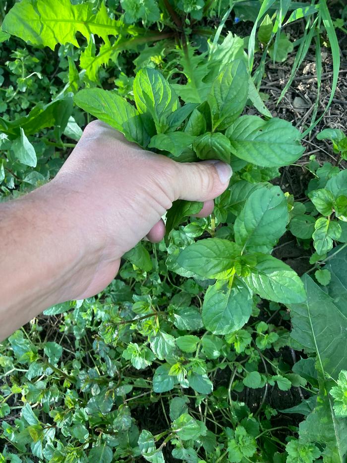 Peppermint being harvested