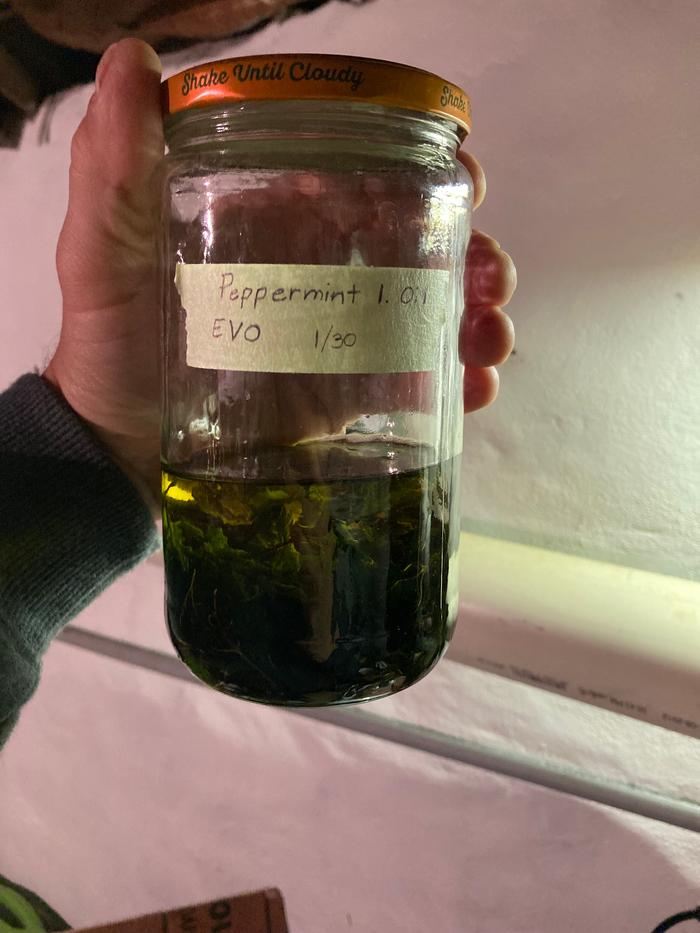Peppermint leaf infusing in extra virgin olive oil 
