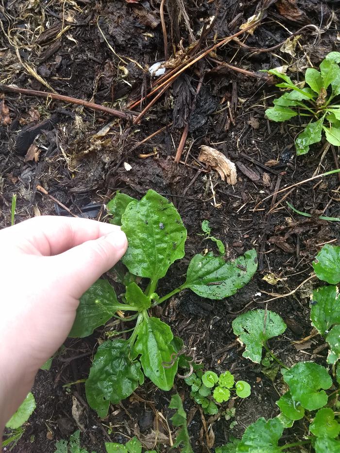 Picking plantain leaves out of the yard.