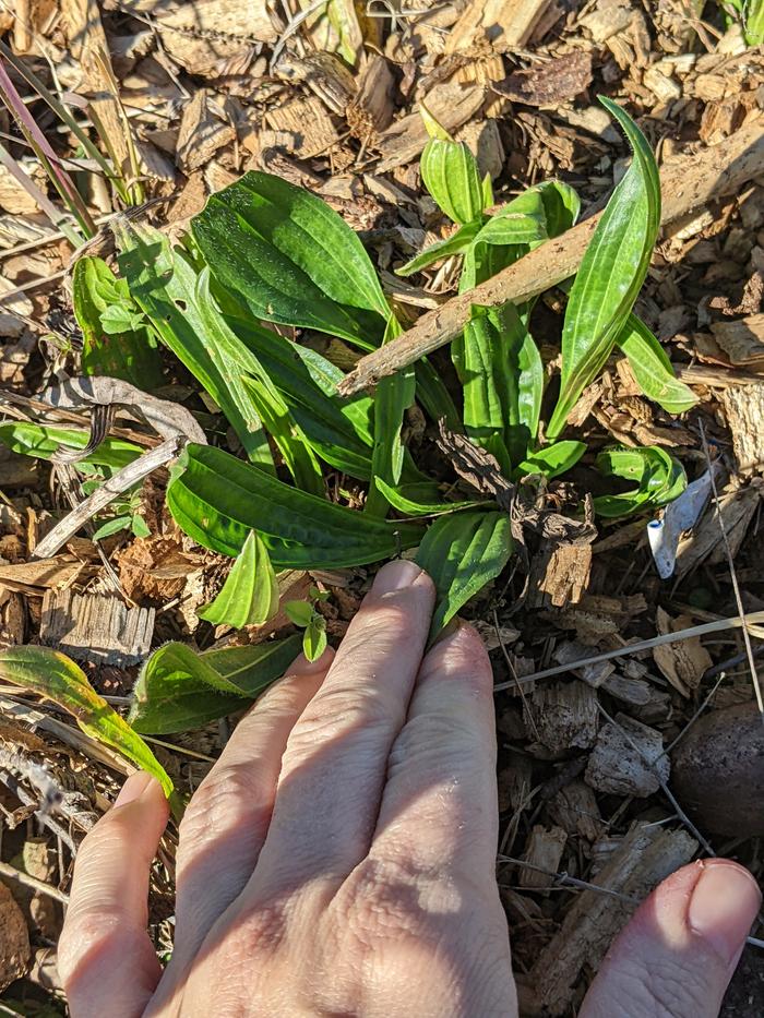 Harvesting plantain