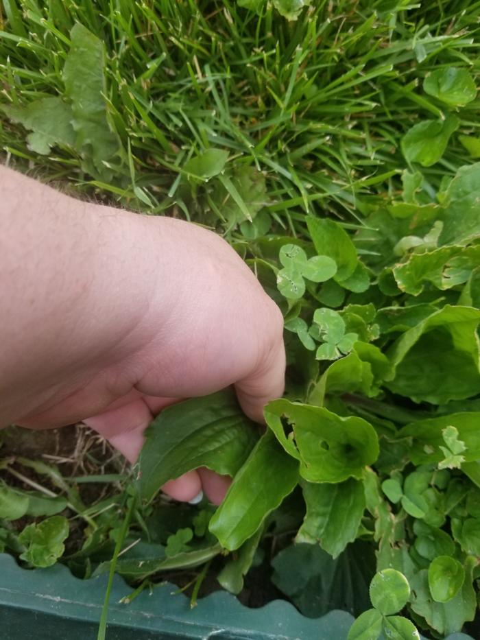 Gathered plantain leaf