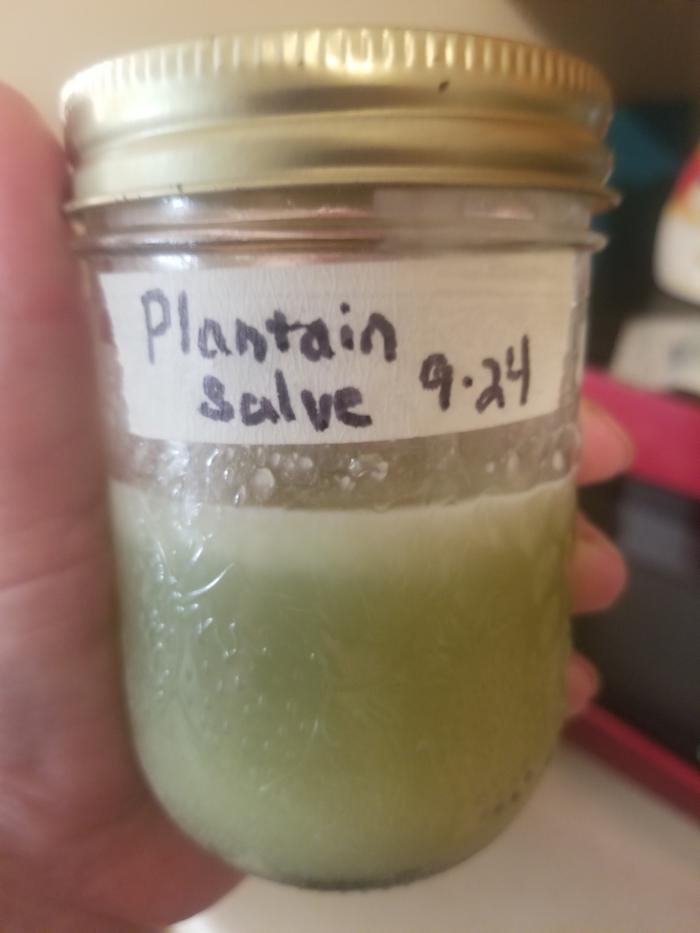 completed plantain salve jarred and labeled 