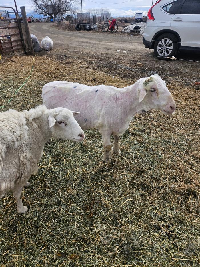 The sheep who lives down the lane