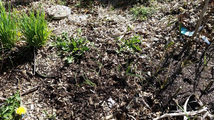 The chive area. I just had to replant all of these chives because they were uprooted by the deer's hooves