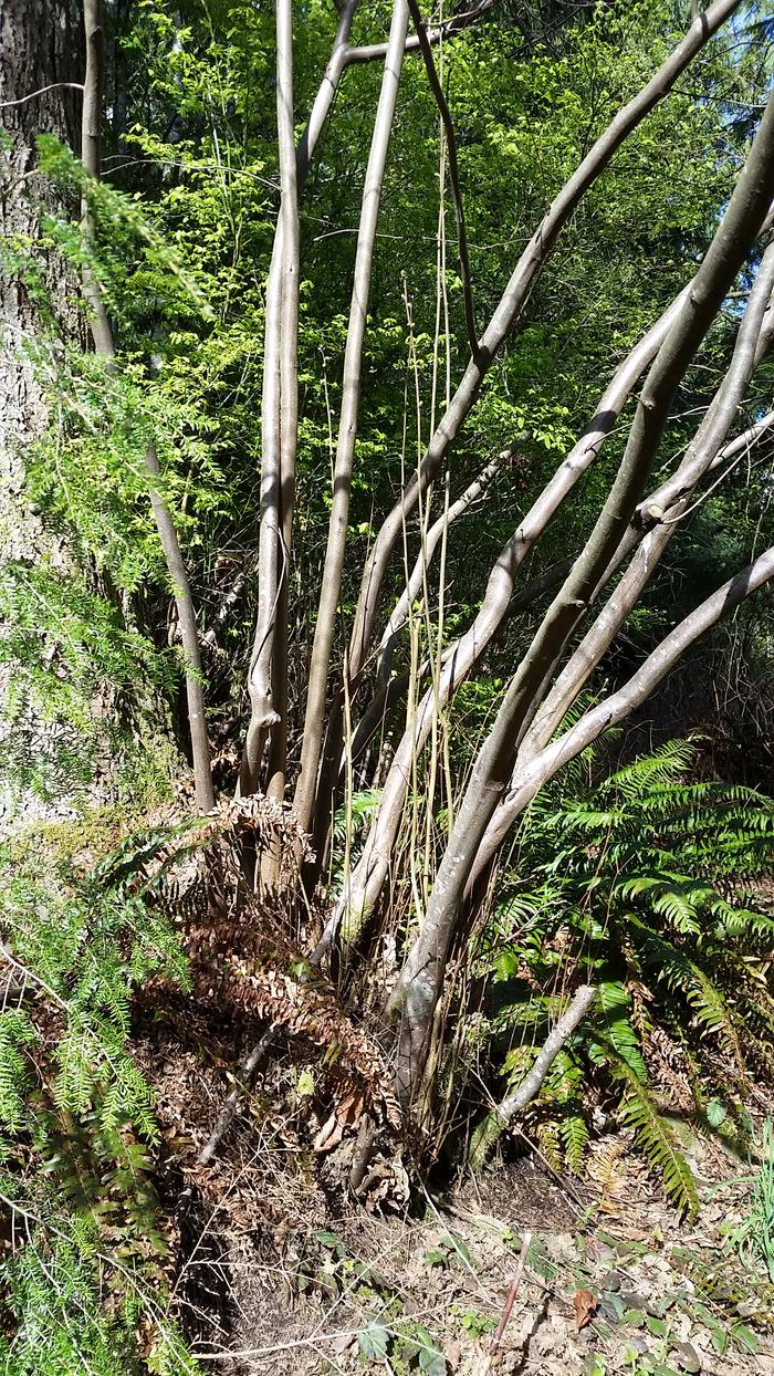 Harvesting hazelwood to weave the protection basket. I also used trailing blackberry