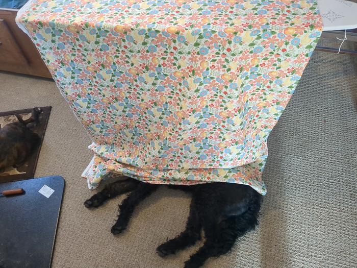Ironing the fabric. Garbanzo is helping me out.
