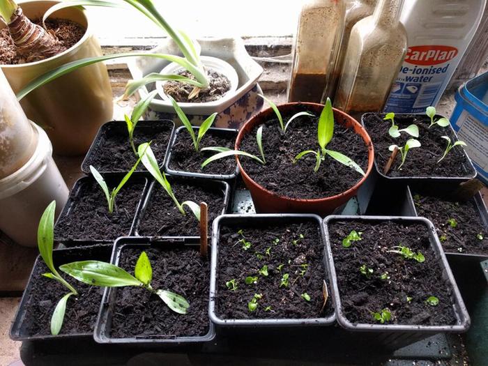 pricking out seedlings plant propagation