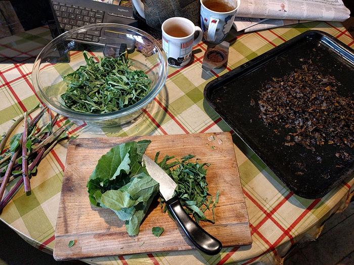 Cutting up kale for making crisps