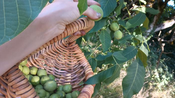 Gathering green walnuts. Green walnuts have slightly round or pointed leaves with slightly smaller leaflets near the base of the stem vs. black walnuts which are extremely pinnate