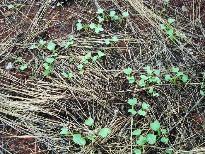 Diakon radish