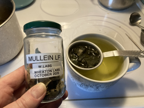 Brewing Mullein Tea