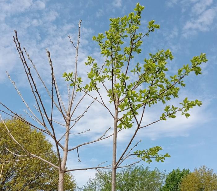 Unknown seedling trees. One broke dormancy earlier 