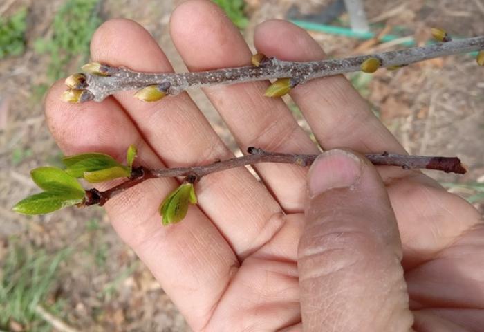 Compared to wild persimmon in my hand