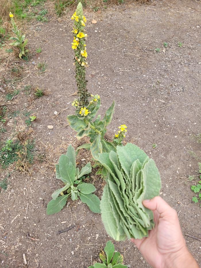 Mullein leaf freshly harvested.