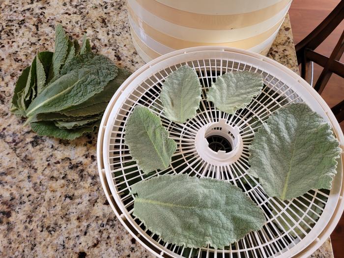 Mullein leaf going into dehydrator.