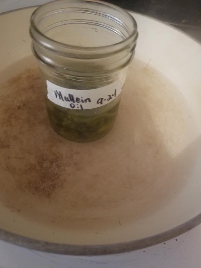 mullein in olive oil 