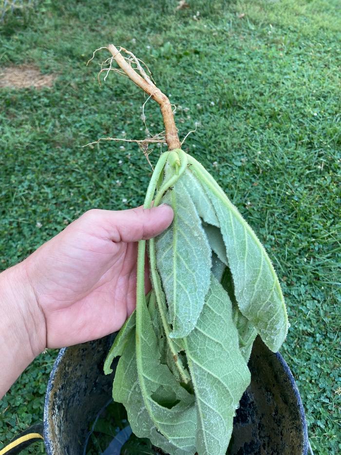 Mullein freshly harvested