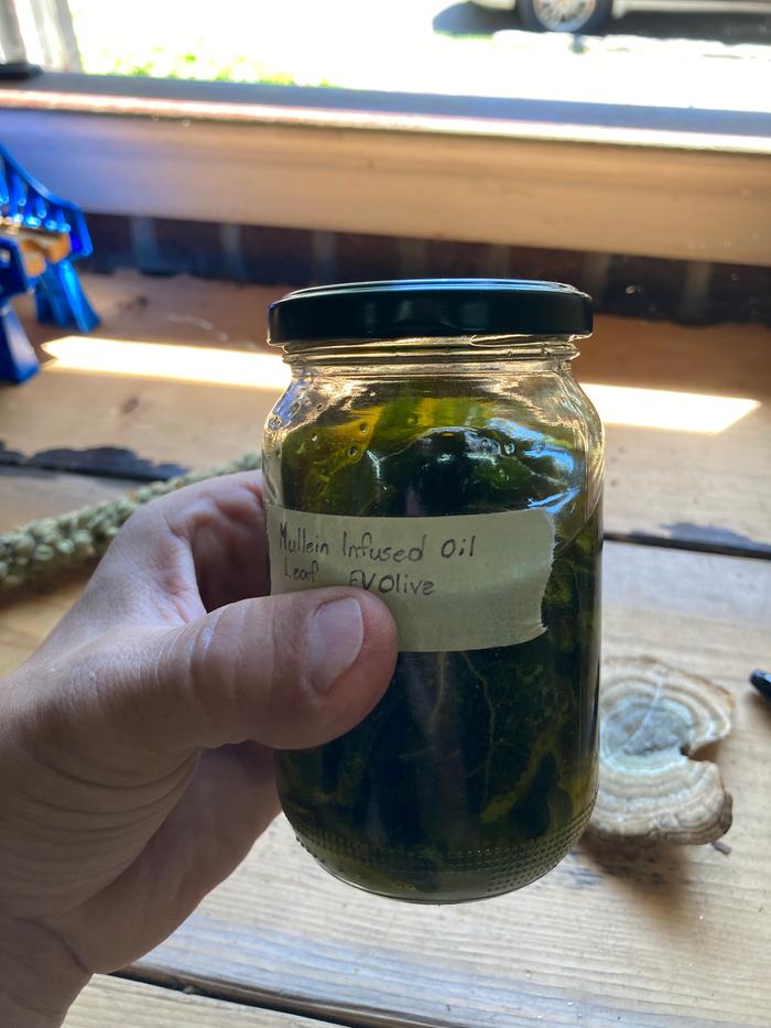 Mullein infusing in olive oil