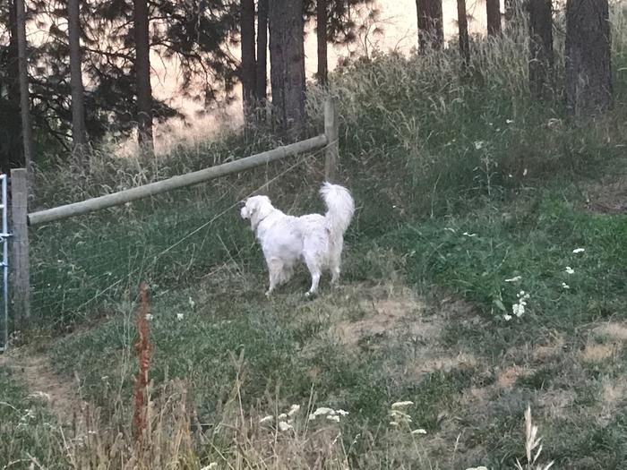 Taunted by a covey of quail
