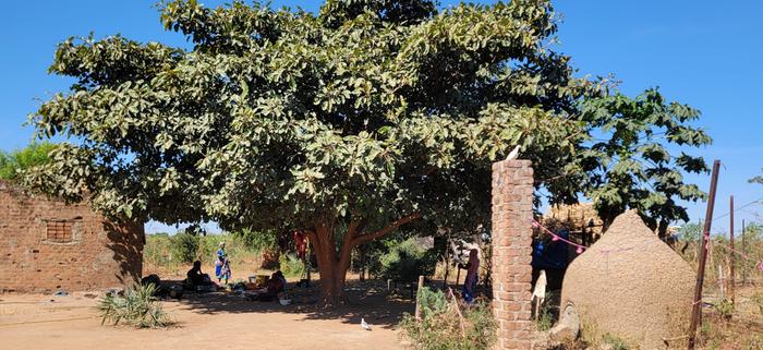 Ficus Platyphilla, central Chad