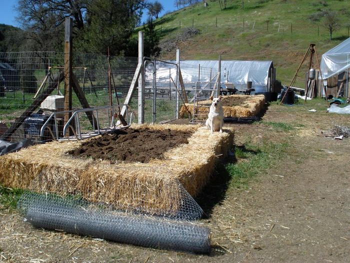 raised bed with strawbale edges and chickenwire base