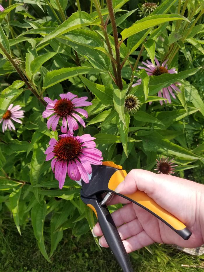 Echinacea harvesting