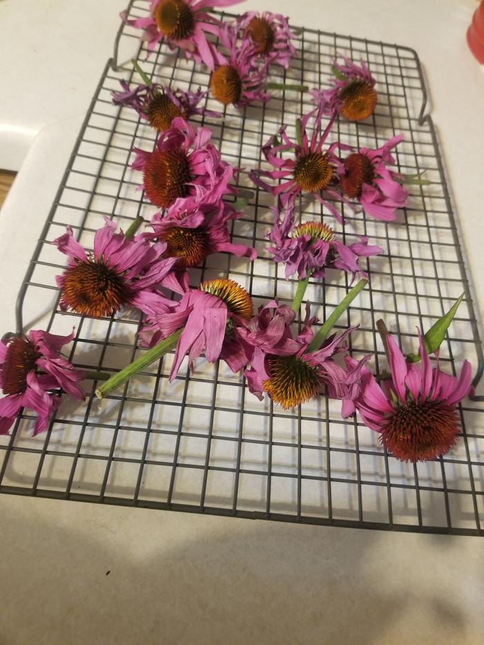 air drying flowers