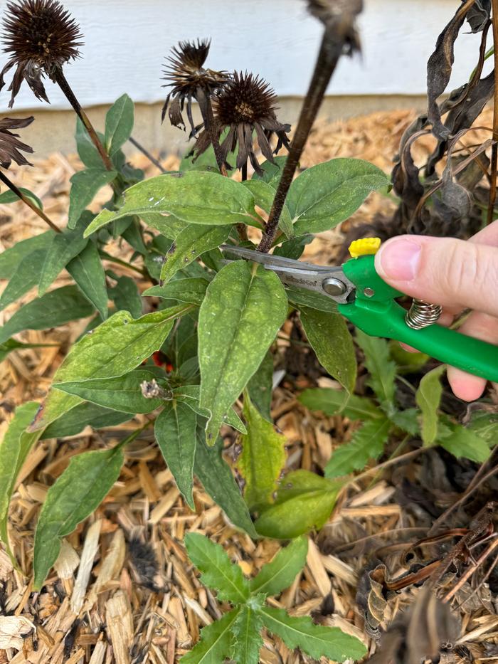 Harvesting from plant