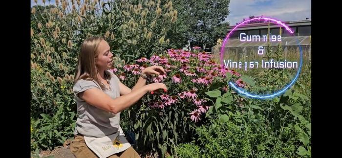 Picking from my echinacea patch