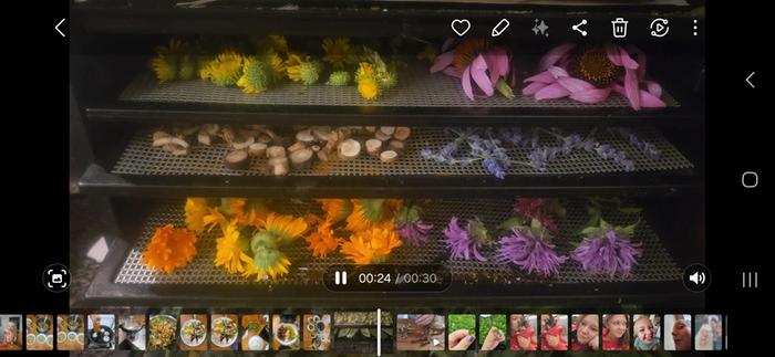 Drying several herbs. The echinacea is in the upper right corner of the dehydrator 