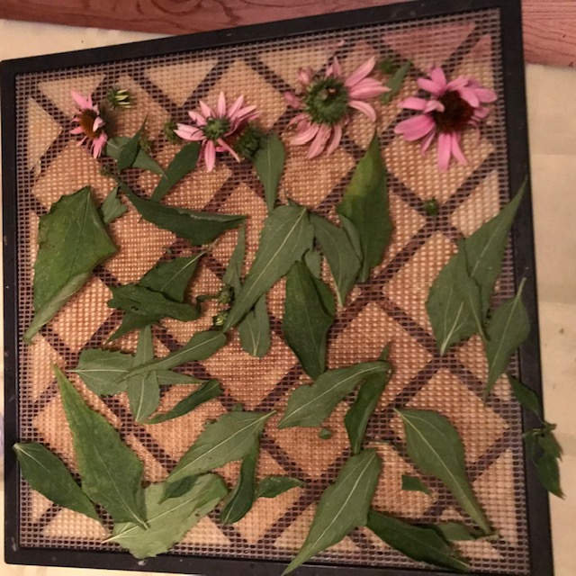 Tray of leaves and flowers going into dehydrator