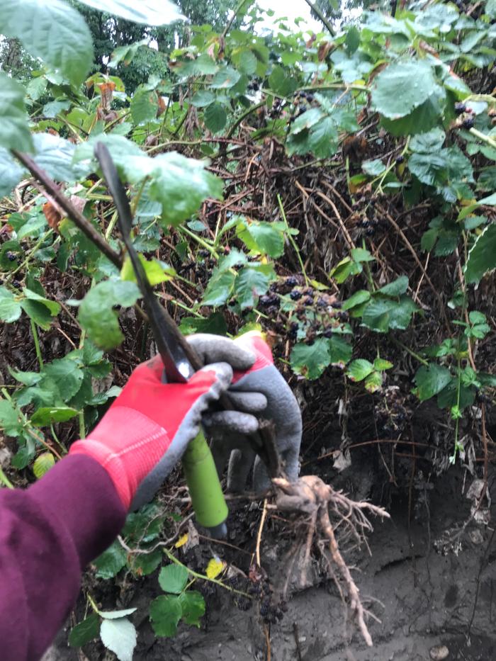 Harvested,