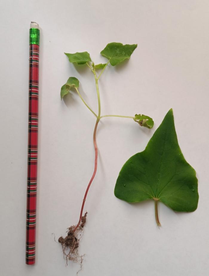 Mo deficient buckwheat vs healthy leaf