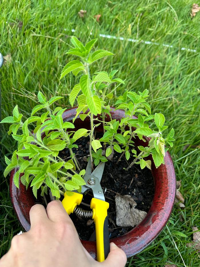 harvesting the tulsi