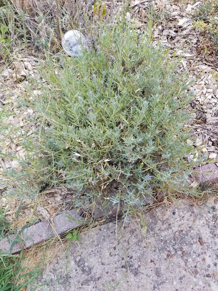 Lavender plant